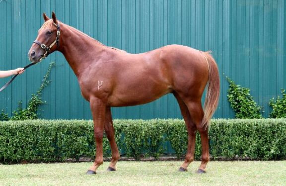 General Nediym x Gemstone colt - lot 418 (7)